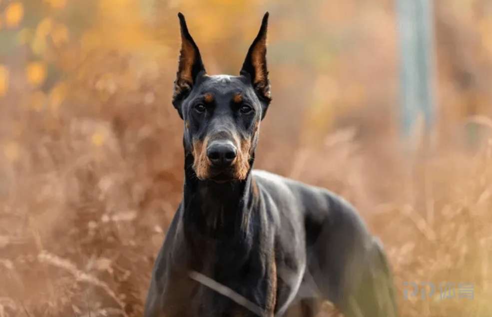 太阳报独家：伊萨克被多方死亡威胁 花3万英镑买了只护卫犬